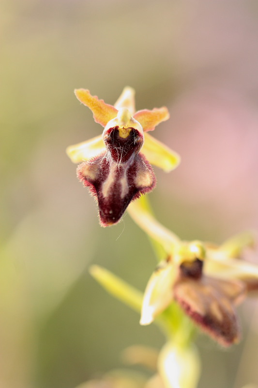 Ophrys incubacea subsp vivarensis (?)